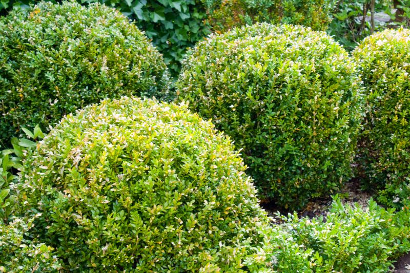 Boxwood Pruning