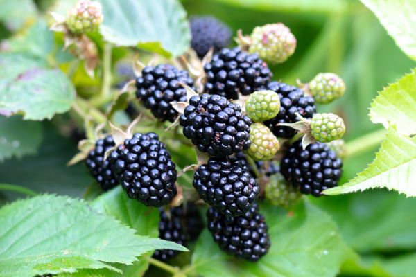 Blackberry Bush Removal in Jeffersonville