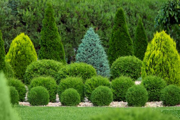 Bush Shaping Service in Jeffersonville