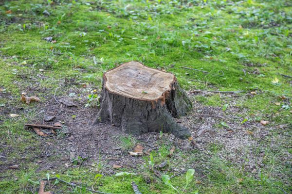 Bush Stump Removal in Jeffersonville