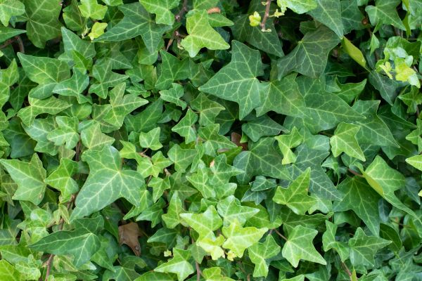 English Ivy Removal in Jeffersonville