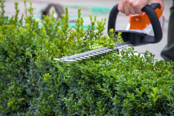 Hedge Pruning in Jeffersonville
