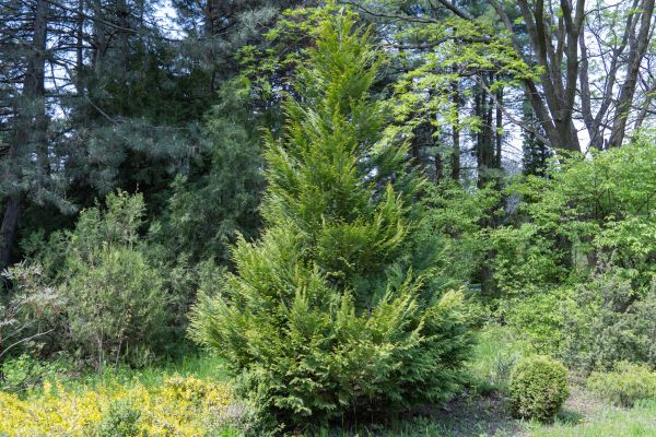 Juniper Pruning in Jeffersonville