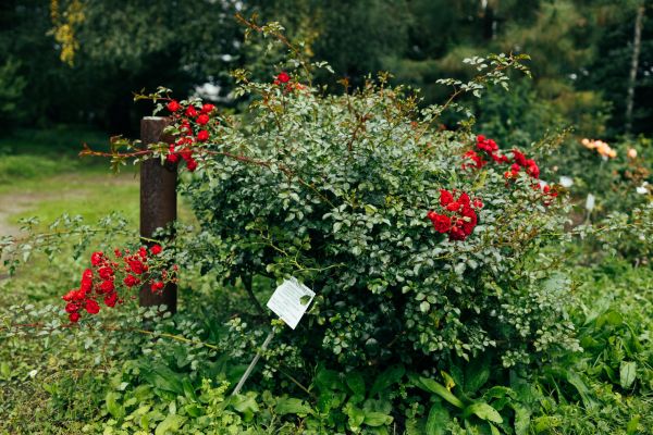 Rose Bush Removal in Jeffersonville