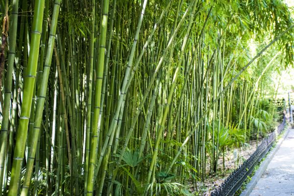 Bamboo Root Removal in Jeffersonville