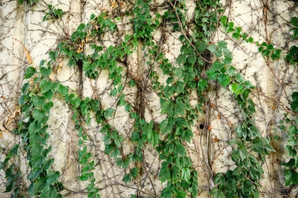 Vine Removal Service in Jeffersonville