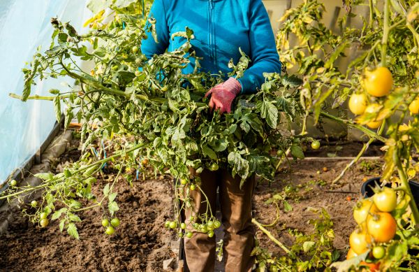 Garden Plant Removal in Jeffersonville
