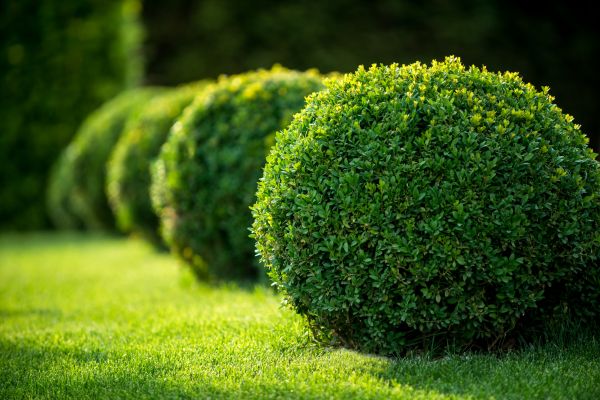 Bush Pruning in Jeffersonville