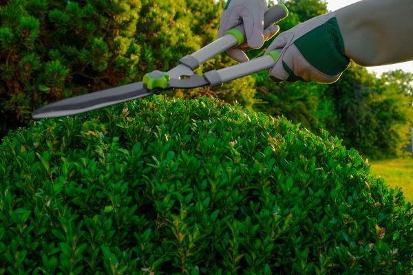 Topiary Shearing in Jeffersonville
