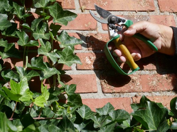 Ivy Removal Service in Jeffersonville