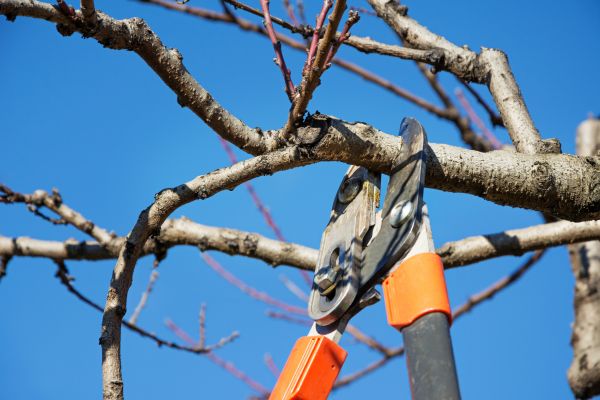 Selective Pruning in Jeffersonville