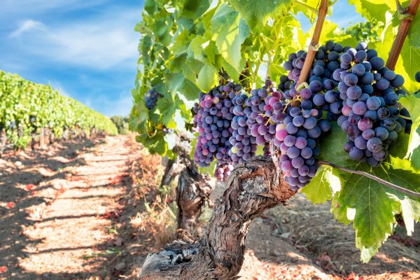 Grapevine Pruning in Jeffersonville