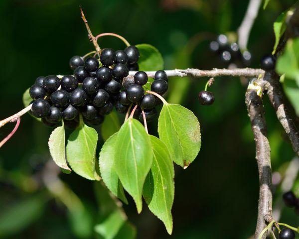 Buckthorn Removal in Jeffersonville