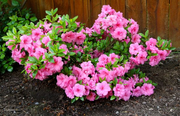 Azaleas Removal in Jeffersonville