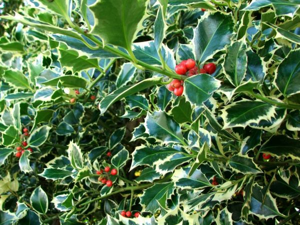Cost of Holly Bushes Trimming in Jeffersonville