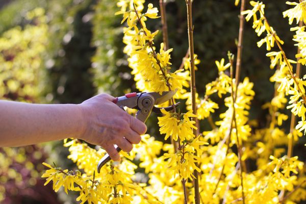 Forsythia Pruning in Jeffersonville