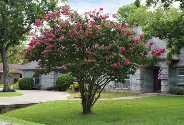Crepe Myrtle Trimming in Jeffersonville