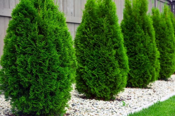 Arborvitae Removal in Jeffersonville