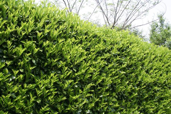 Laurel Shrub Removal in Jeffersonville