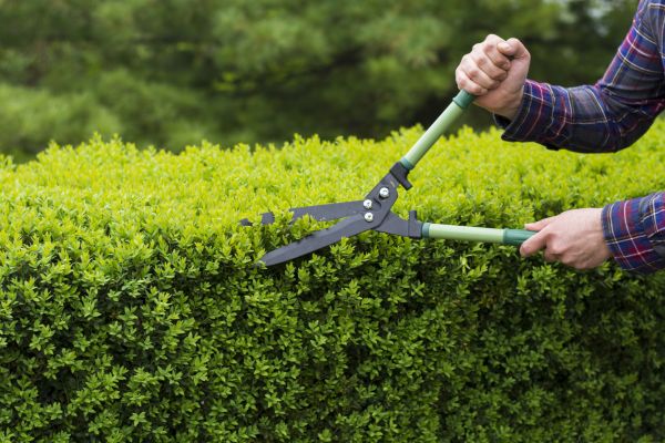 Evergreen Shrub Pruning in Jeffersonville