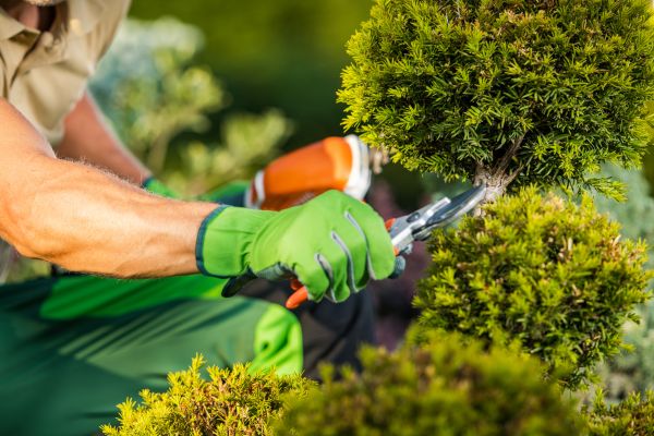 Landscape Pruning Service in Jeffersonville