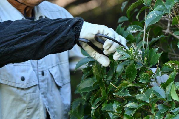Holly Pruning in Jeffersonville