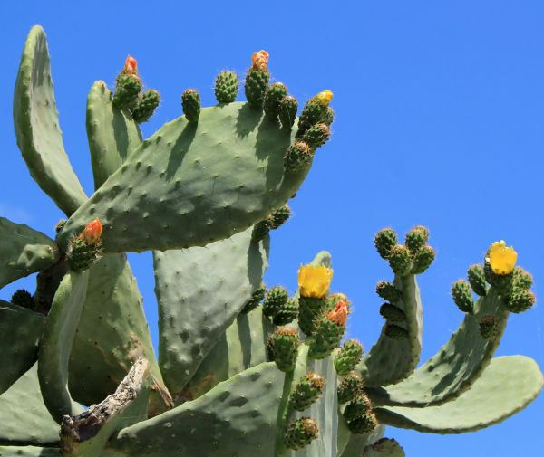 Cactus Removal in Jeffersonville