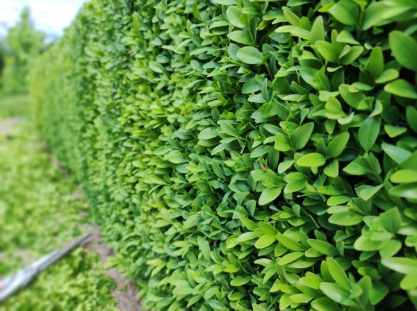 Boxwood Pruning in Jeffersonville