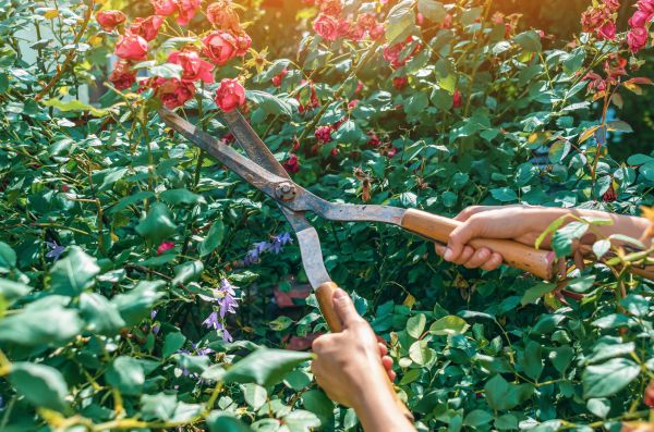 Knockout Roses Pruning in Jeffersonville