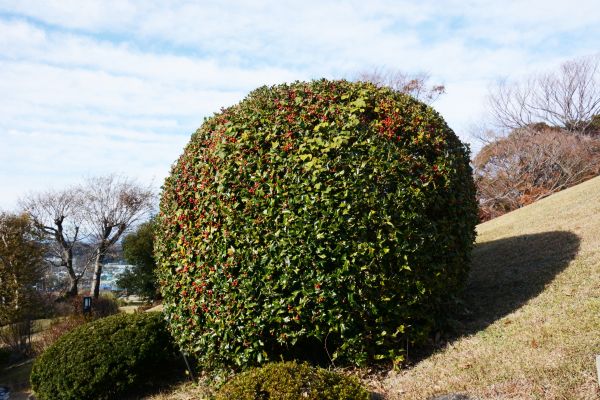 Cost of Holly Shrub Pruning in Jeffersonville