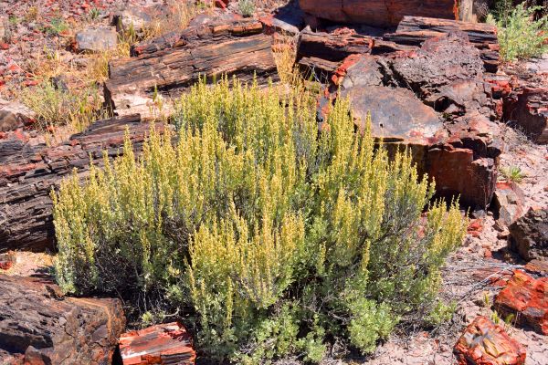Sagebrush Removal in Jeffersonville