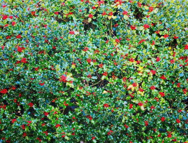 Holly Bush Removal in Jeffersonville