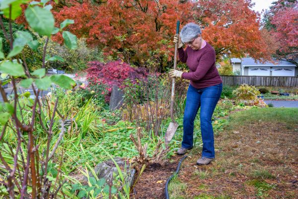 Dead Bush Removal in Jeffersonville