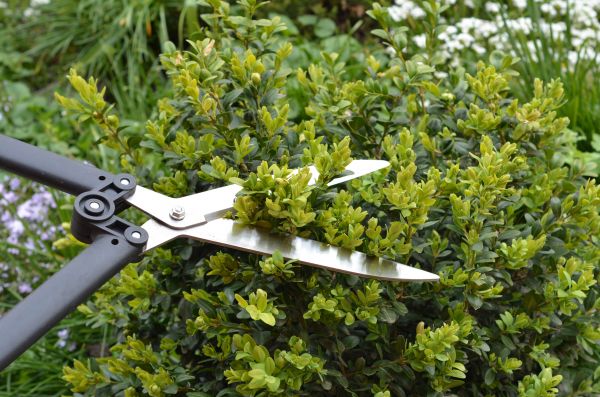 Boxwood Trimming in Jeffersonville