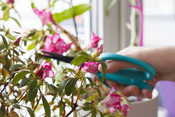 Azalea Pruning in Jeffersonville