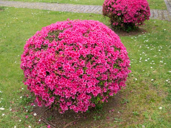 Cost of Rhododendron Pruning in Jeffersonville
