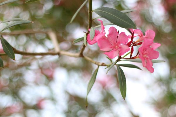 Oleander Removal in Jeffersonville