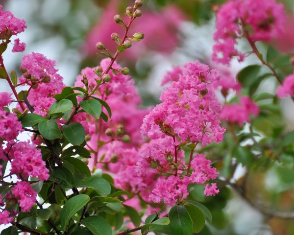 Crepe Myrtle Removal in Jeffersonville