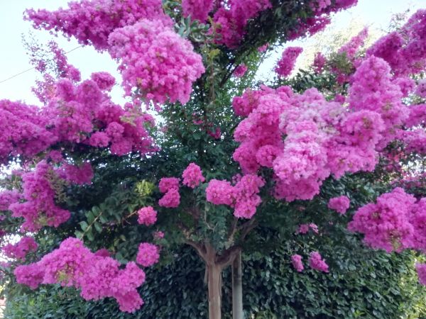 Cost of Crape Myrtle Pruning in Jeffersonville