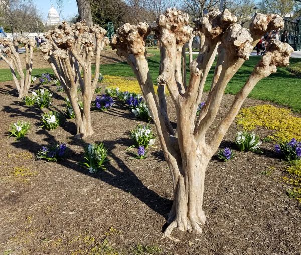 Myrtle Tree Removal in Jeffersonville