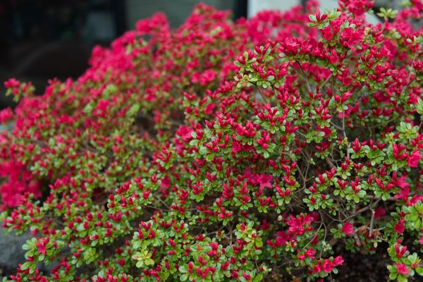 Weigela Removal Service in Jeffersonville