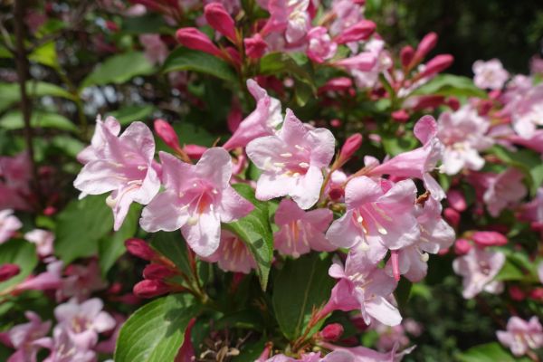 Weigela Pruning Service in Jeffersonville