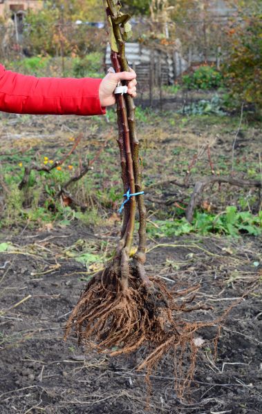 Shrub Root Removal in Jeffersonville