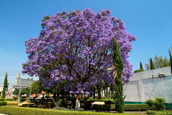 Jacaranda Pruning in Jeffersonville