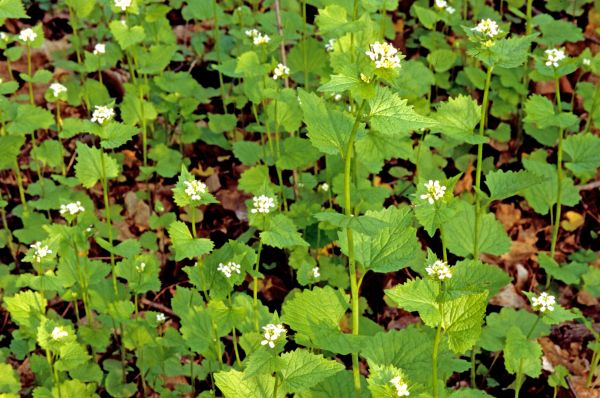 Garlic Mustard Removal in Jeffersonville