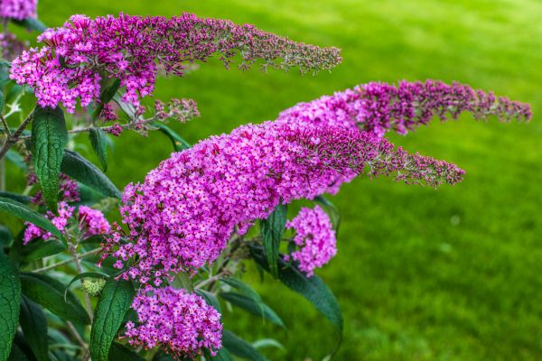 Butterfly Bush Removal in Jeffersonville