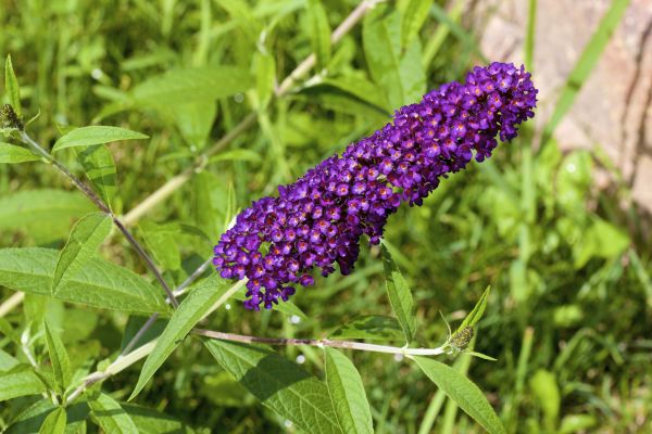 Butterfly Bush Pruning in Jeffersonville