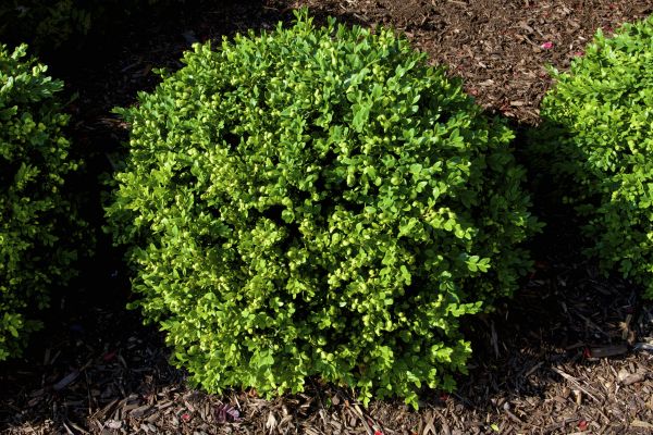 Boxwood Removal in Jeffersonville