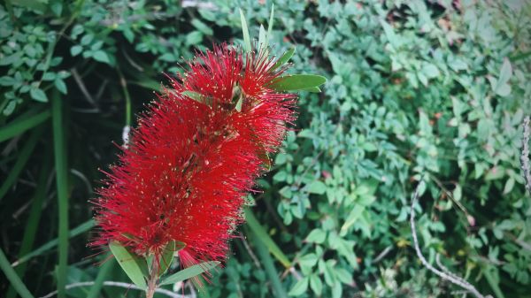Bottlebrush Pruning in Jeffersonville