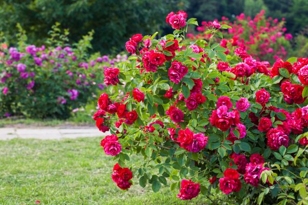 Shrub Trimming in Jeffersonville